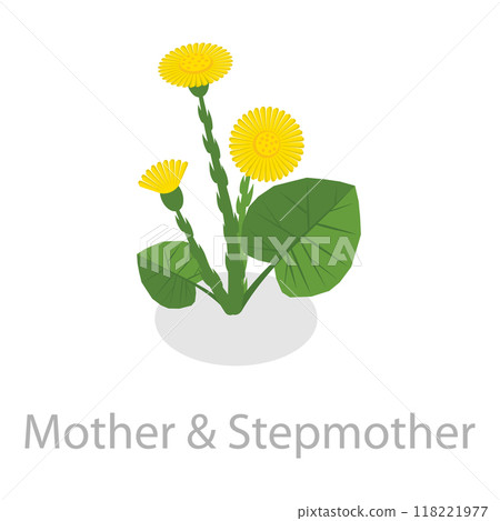 3D Isometric Flat Vector Set of Healing Herbs, Herbal Medicine. Item 8 118221977