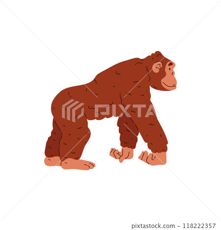 The monkey is large and mature. Orangutan. 118222357