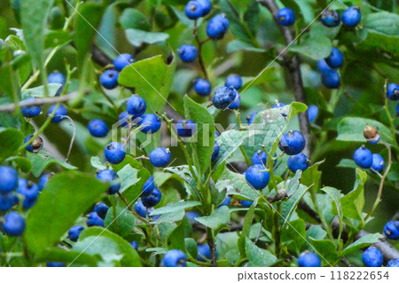 The turquoise blue fruits of the Japanese laurel tree resemble lapis lazuli. 118222654