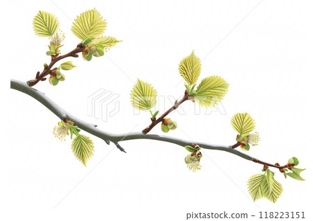 Hazelnut sprigs with earrings and leaves on a white background. natural beauty. Hazelnut sprigs with earrings and leaves on a white background. natural beauty. 118223151