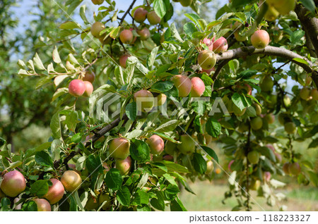 Apple tree branches with apples in an orchard. Apple tree branches with apples in an orchard. 118223327