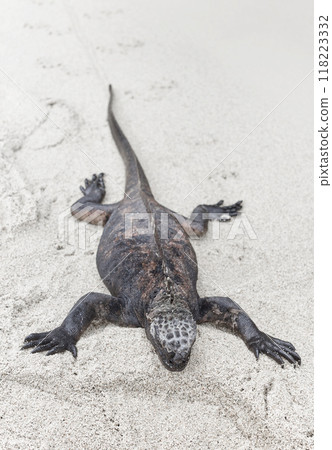 Galapagos marine iguana on sand, selective focus, Ecuador. Galapagos marine iguana on sand, selective focus, Ecuador. 118223332
