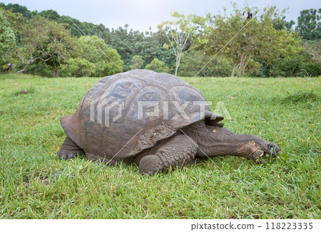 Galapagos giant tortoise eating grass, selective focus, Galapagos Islands, Ecuador. 118223335