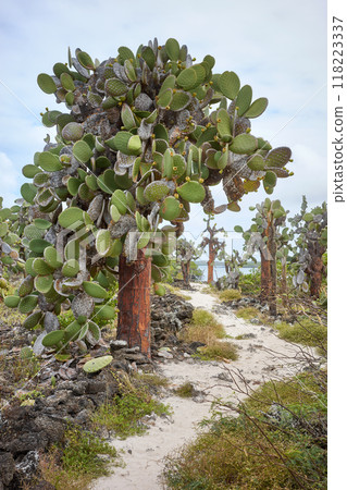 Giant opuntia (Opuntia galapageia) on Santa Cruz Island, Galapagos National Park, Ecuador. Giant opuntia (Opuntia galapageia) on Santa Cruz Island, Galapagos National Park, Ecuador. 118223337
