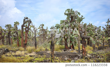 Giant opuntia (Opuntia galapageia) on Santa Cruz Island, Galapagos National Park, Ecuador. Giant opuntia (Opuntia galapageia) on Santa Cruz Island, Galapagos National Park, Ecuador. 118223338