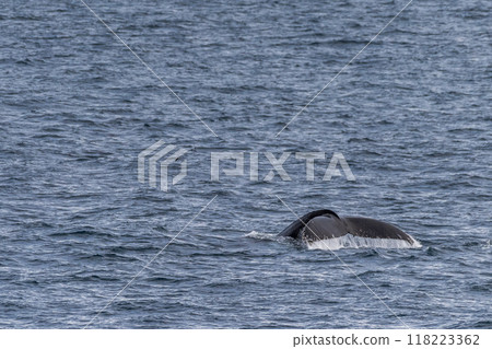 Diving whale in the antarctic Diving whale in the antarctic 118223362