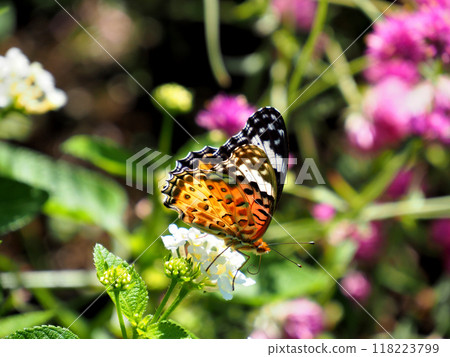 A swallowtail butterfly sucking nectar from a lantana flower 118223799