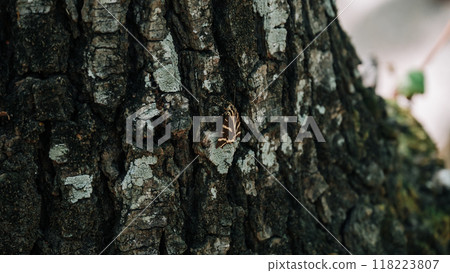 This is a detailed closeup view of a tree trunk featuring a hole in it This is a detailed closeup view of a tree trunk featuring a hole in it 118223807