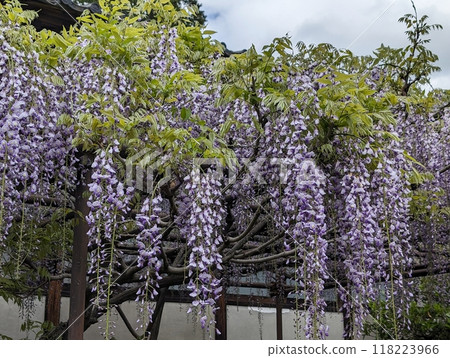Wisteria of Ome Wisteria of Ome 118223966