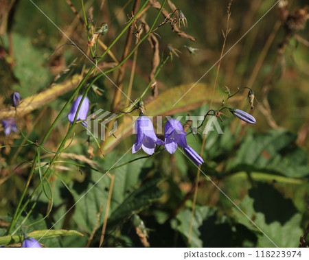 Blue bellflowers growing in Egersund, Norway. Blue bellflowers growing in Egersund, Norway. 118223974