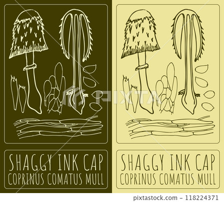 Vector drawing SHAGGY INK CAP. Hand drawn illustration. Latin name is COPRINUS COMATUS MULL Vector drawing SHAGGY INK CAP. Hand drawn illustration. Latin name is COPRINUS COMATUS MULL 118224371