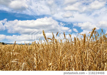 field, sky, wheat 118224488