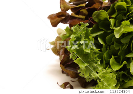 lettuce on white background lettuce on white background 118224504