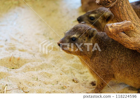 Three Cute and Curious Rock Hyraxes Observing Their Desert Habitat Near a Log in Africa Three Cute and Curious Rock Hyraxes Observing Their Desert Habitat Near a Log in Africa 118224596