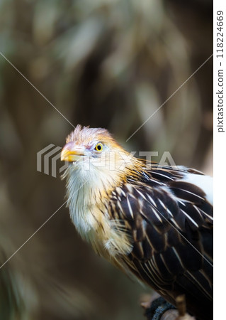 Close up of a Hoatzin, a unique bird found in the Amazon rainforest Close up of a Hoatzin, a unique bird found in the Amazon rainforest 118224669