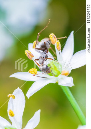Chinese chive flowers and black mountain ants 118224762