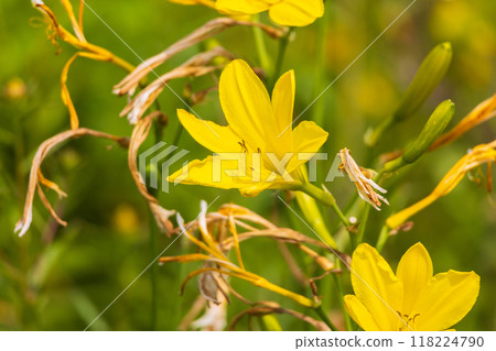 Summer in Hokkaido, along the Sea of Okhotsk, Koshimizu Primeval Flower Garden, Hemerocallis sieboldii 118224790