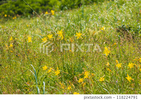 Summer in Hokkaido, along the Sea of Okhotsk, Koshimizu Primeval Flower Garden, Hemerocallis sieboldii 118224791