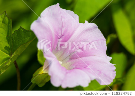 Hokkaido in summer, Okhotsk Sea coast, Koshimizu Primeval Flower Garden, Morning Glory 118224792