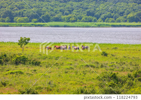 Summer in Hokkaido, along the Sea of Okhotsk, Koshimizu Primeval Flower Garden, Lake Tofutsu and Hokkaido foals 118224793