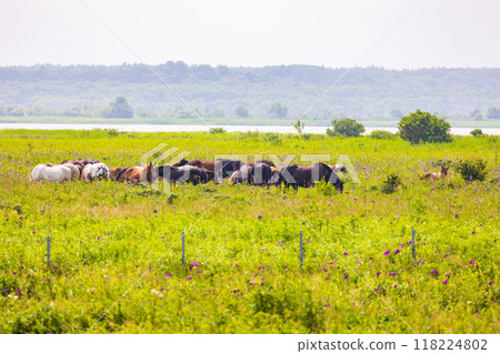 Hokkaido in summer, Okhotsk Sea coast, Koshimizu Primeval Flower Garden, Hokkaido foal 118224802