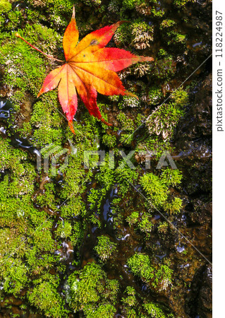 落在青苔的秋葉 落在青苔的秋葉 118224987
