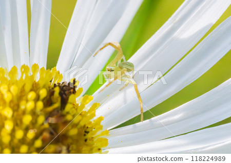一隻蜘蛛在花上等待獵物 一隻蜘蛛在花上等待獵物 118224989