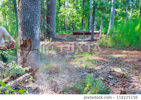 An employee forestry department saws down old damaged large trees with chainsaw performs sanitary trimming procedure An employee forestry department saws down old damaged large trees with chainsaw performs sanitary trimming procedure 118225156