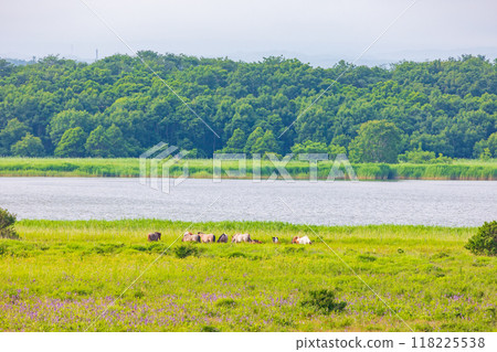 北海道的夏天、鄂霍次克海沿岸、小清水原始花園、豆腐湖和北海道小馬駒 北海道的夏天、鄂霍次克海沿岸、小清水原始花園、豆腐湖和北海道小馬駒 118225538