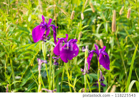 Summer in Hokkaido, along the Sea of Okhotsk, Koshimizu Primeval Flower Garden, Japanese Iris Summer in Hokkaido, along the Sea of Okhotsk, Koshimizu Primeval Flower Garden, Japanese Iris 118225543