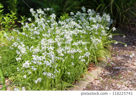 清爽的蘇西拉花 118225741