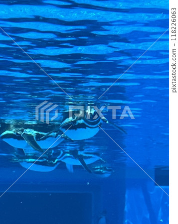 aquarium, sea world, water, seawater, ocean, pool, penguins, magellanic penguins, birds 118226063