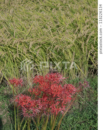 Higanki花和稻田 Higanki花和稻田 118226134