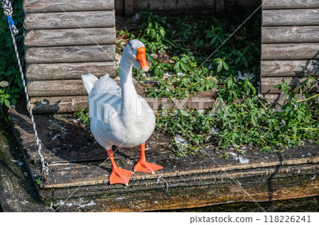 Geese Lake Biwa Otsu Port 118226241