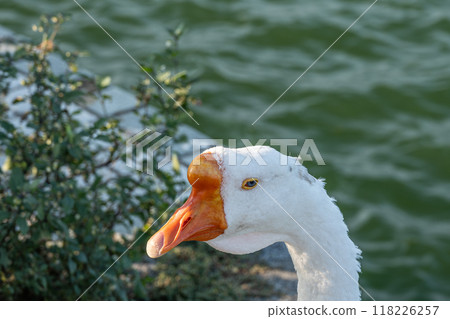 雁湖 琵琶湖 大津港 118226257