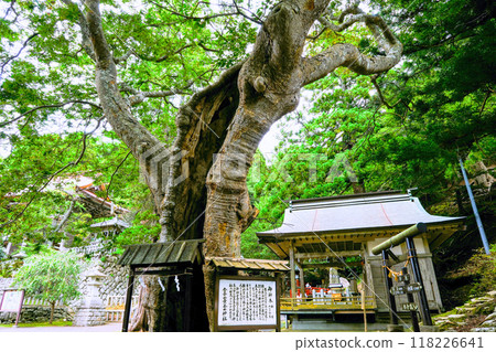 The sacred tree of Koganeyama Shrine 118226641