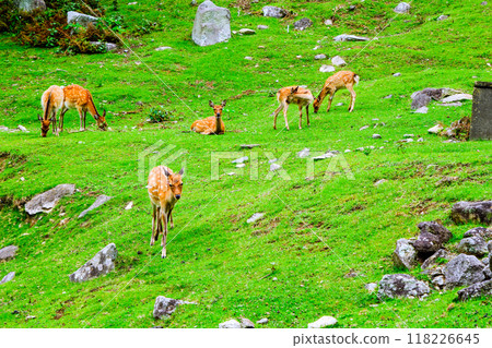 金華山的野鹿 金華山的野鹿 118226645