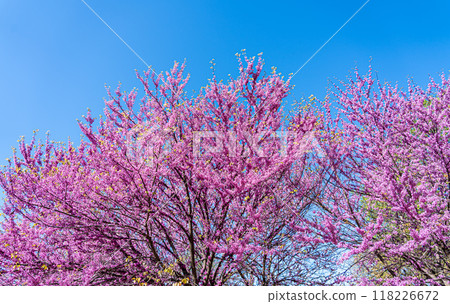 Colorful cherry blossom flower in full bloom in National Mall, Washington DC in spring. Colorful cherry blossom flower in full bloom in National Mall, Washington DC in spring. 118226672