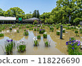 Iris Garden pond in famous Dazaifu Tenmangu Shrine. 118226690
