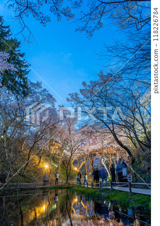 長野縣伊那市,池塘對面的高遠城跡公園,據說是全國最好的櫻花,在夜晚盛開,呈現出心形的天空。 長野縣伊那市,池塘對面的高遠城跡公園,據說是全國最好的櫻花,在夜晚盛開,呈現出心形的天空。 118226784