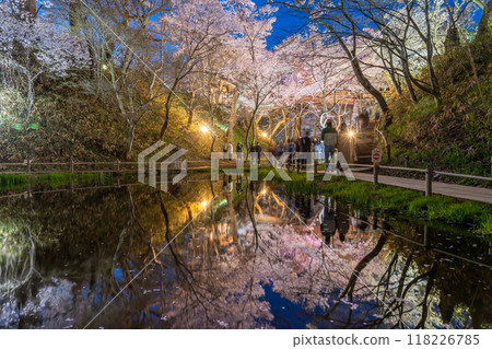 長野縣伊那市:池塘對面的高遠城跡公園,據說是全國最好的櫻花,晚上盛開 長野縣伊那市:池塘對面的高遠城跡公園,據說是全國最好的櫻花,晚上盛開 118226785