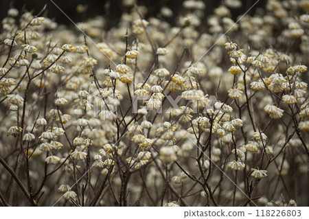 Mitsumata tree in full bloom Mitsumata tree in full bloom 118226803