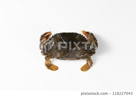 Soft shell crab_thawed raw Soft shell crab_thawed raw 118227043