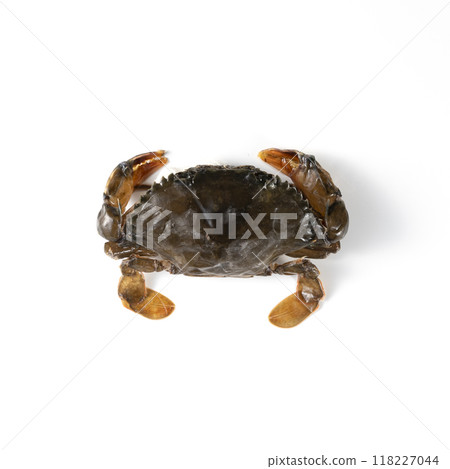 Soft shell crab_thawed raw Soft shell crab_thawed raw 118227044