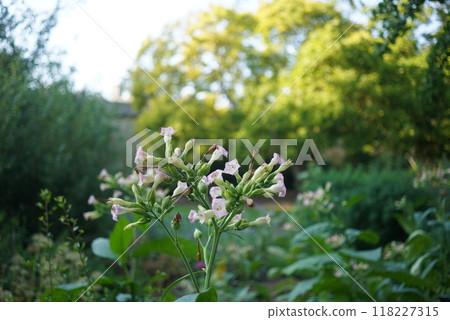 Flowers in the Oxford University Botanic Gardens 118227315