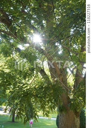 陽光透過牛津大學植物園的樹木 陽光透過牛津大學植物園的樹木 118227316