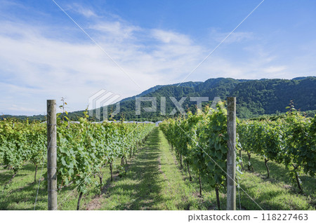 Vineyards at Caveducci Winery in Niigata 118227463