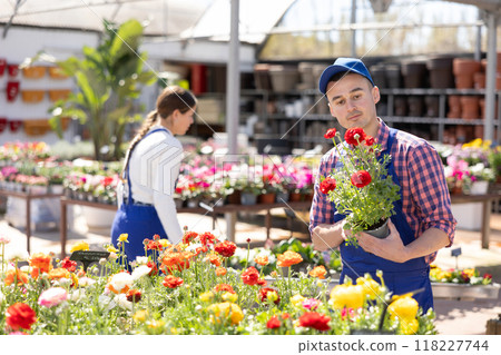 Male gardener takes care of potted flowers ranunculus in greenhouse 118227744