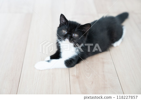 躺著的異國短毛貓 躺著的異國短毛貓 118227857