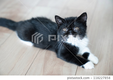躺著的異國短毛貓 躺著的異國短毛貓 118227858